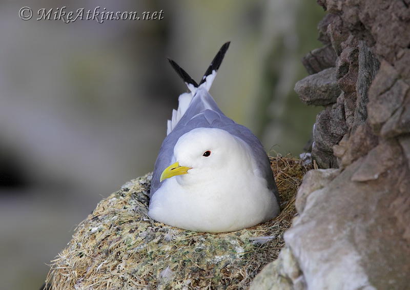 Kittiwake