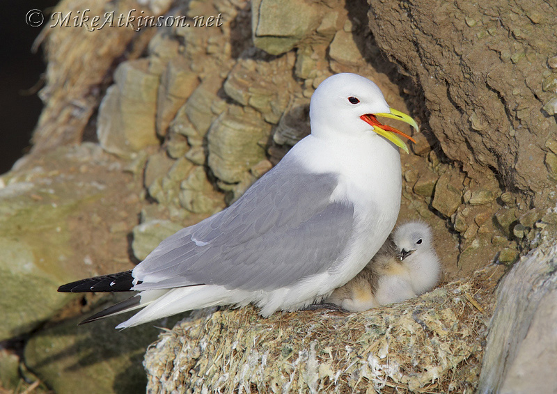 Kittiwake