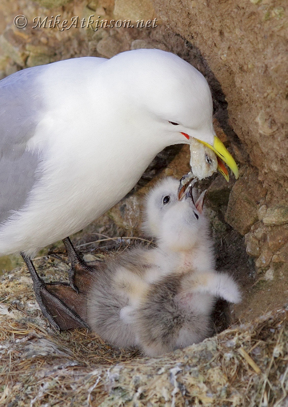Kittiwake