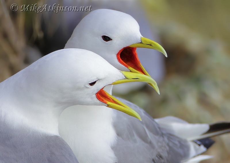 Kittiwake