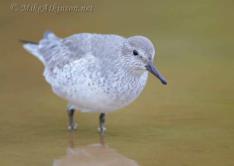 Knot