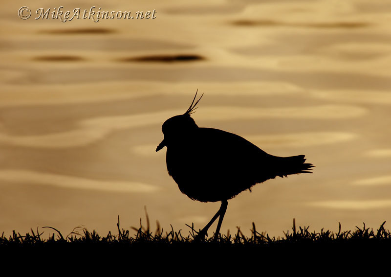 Lapwing (captive bird)