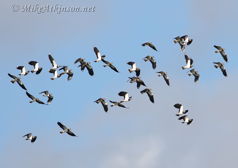 Lapwing