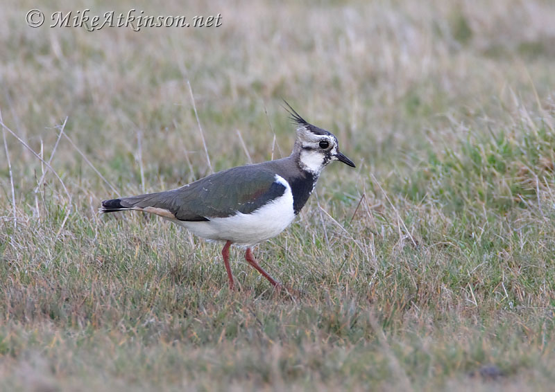 Lapwing