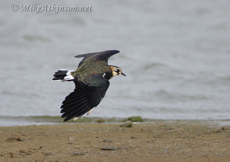 Lapwing