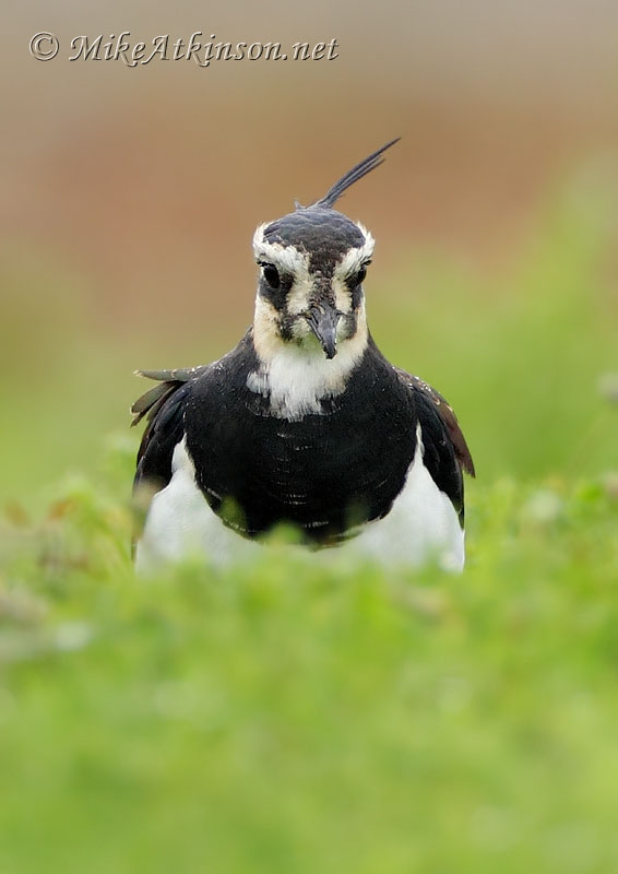Lapwing