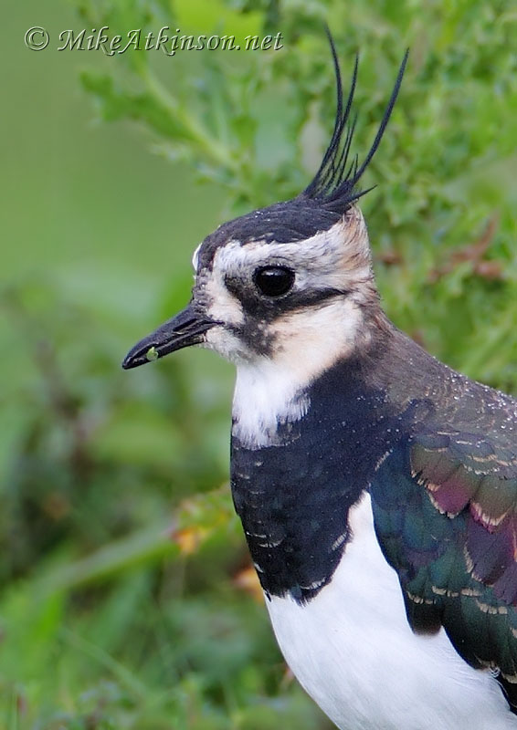 Lapwing
