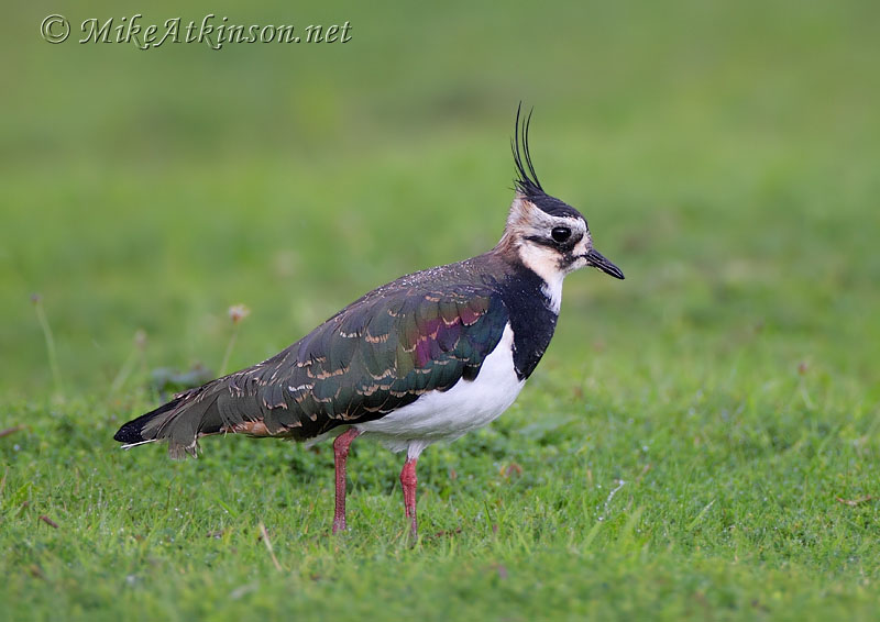 Lapwing