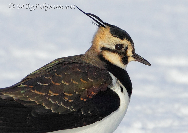 Lapwing