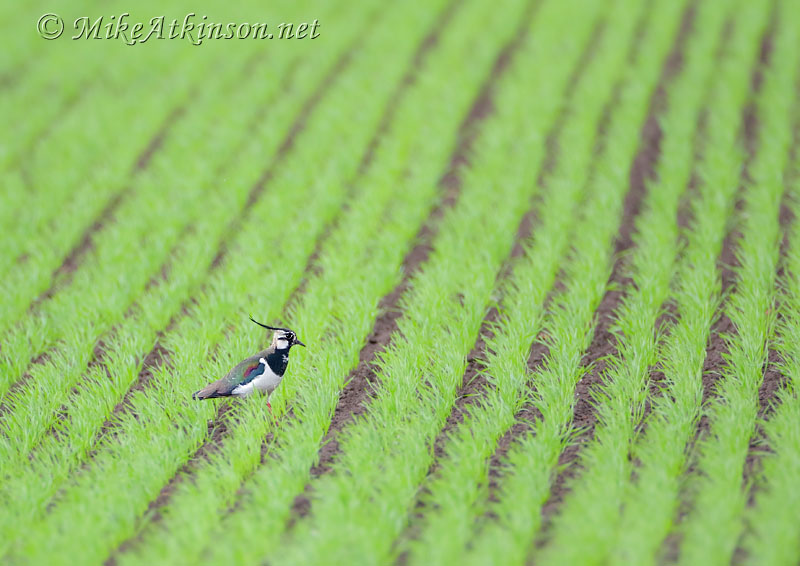 Lapwing