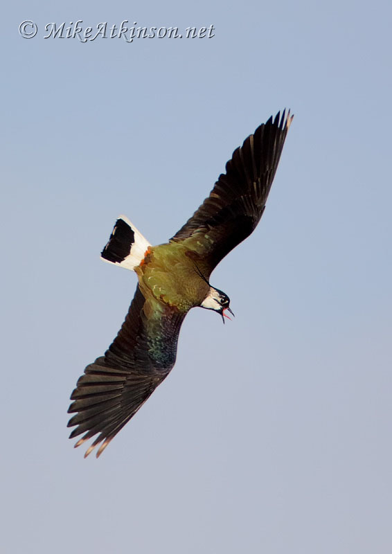 Lapwing