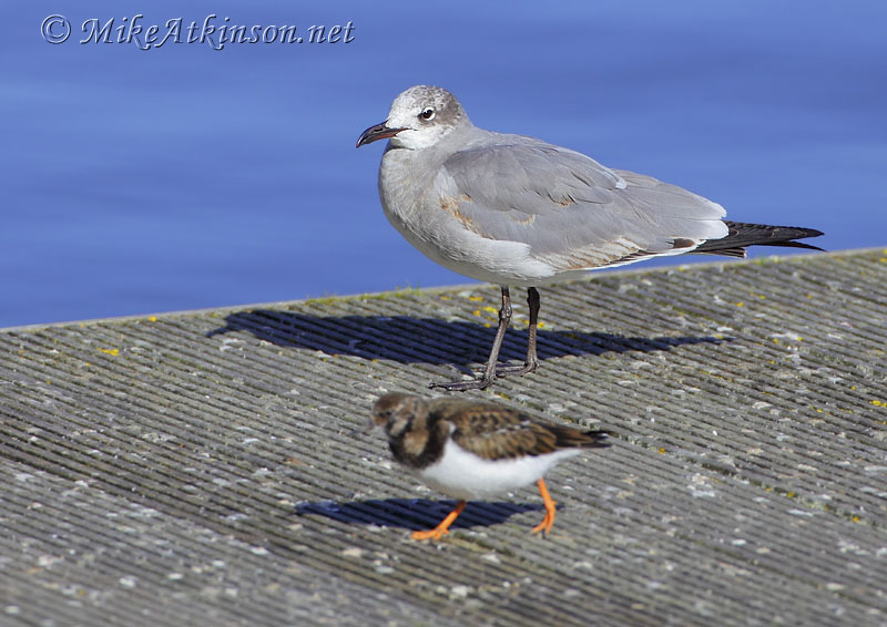 Laughing Gull