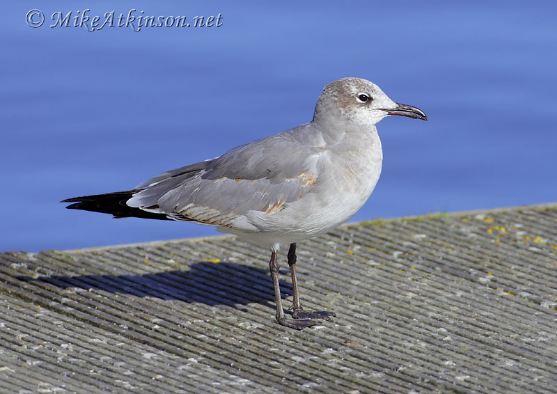 Laughing Gull