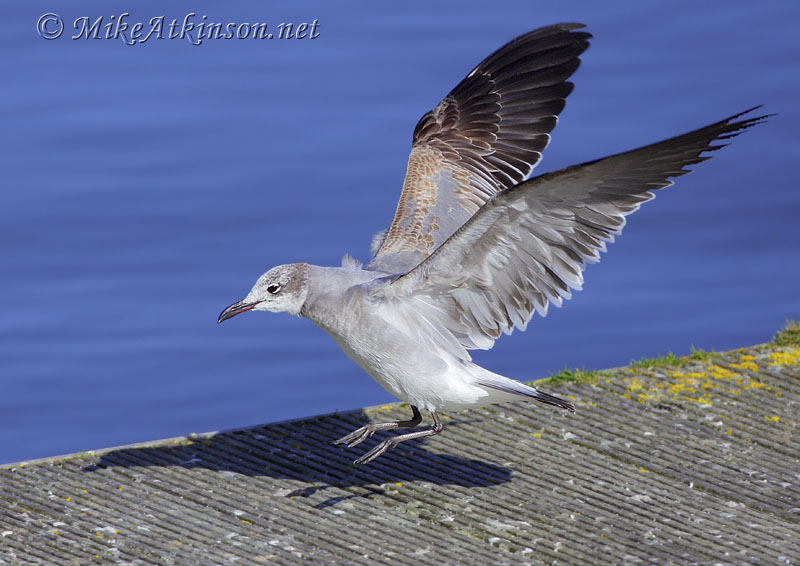 Laughing Gull