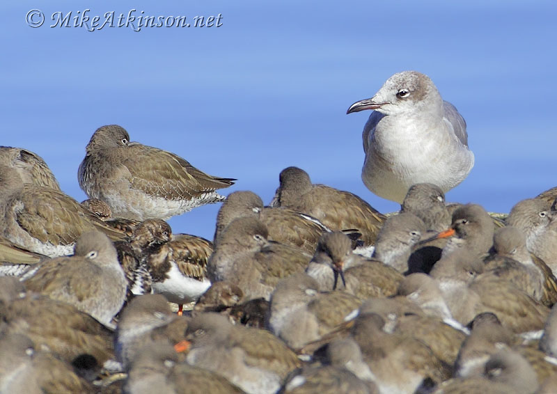 Laughing Gull