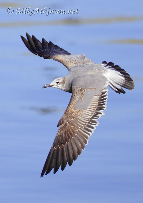 Laughing Gull