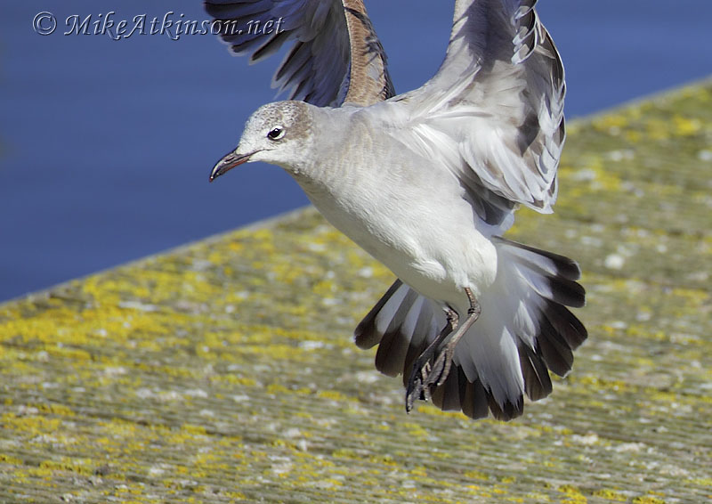 Laughing Gull