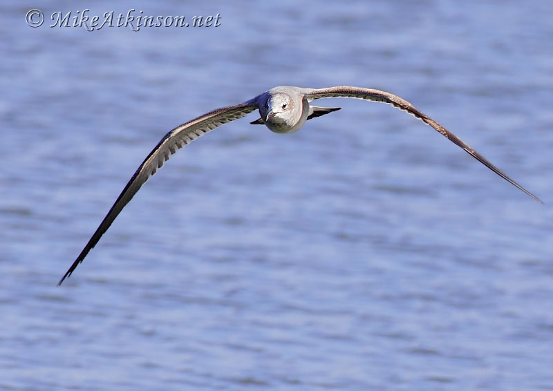 Laughing Gull