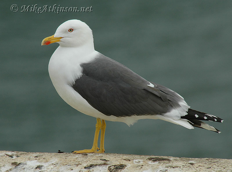 Lesser Black-backed Gull