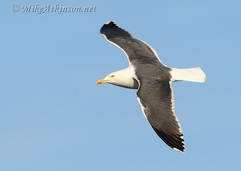 Lesser Black-backed Gull