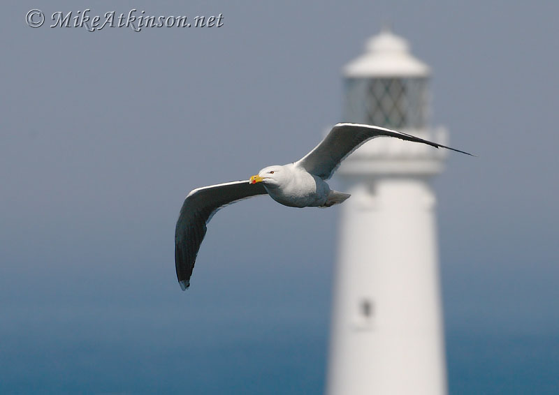 Lesser Black-backed Gull