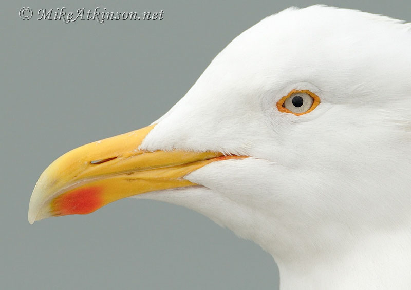 Lesser Black-backed Gull