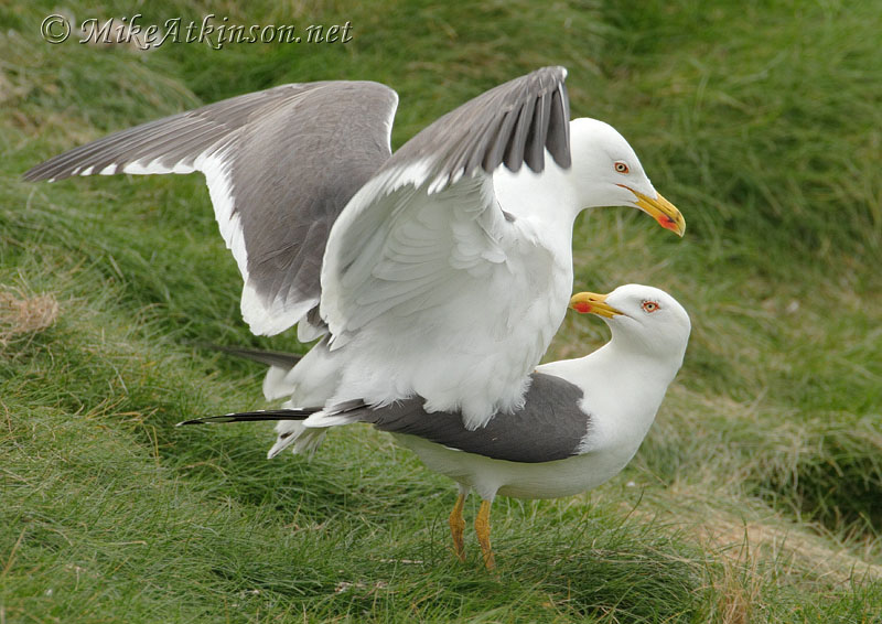 Lesser Black-backed Gull