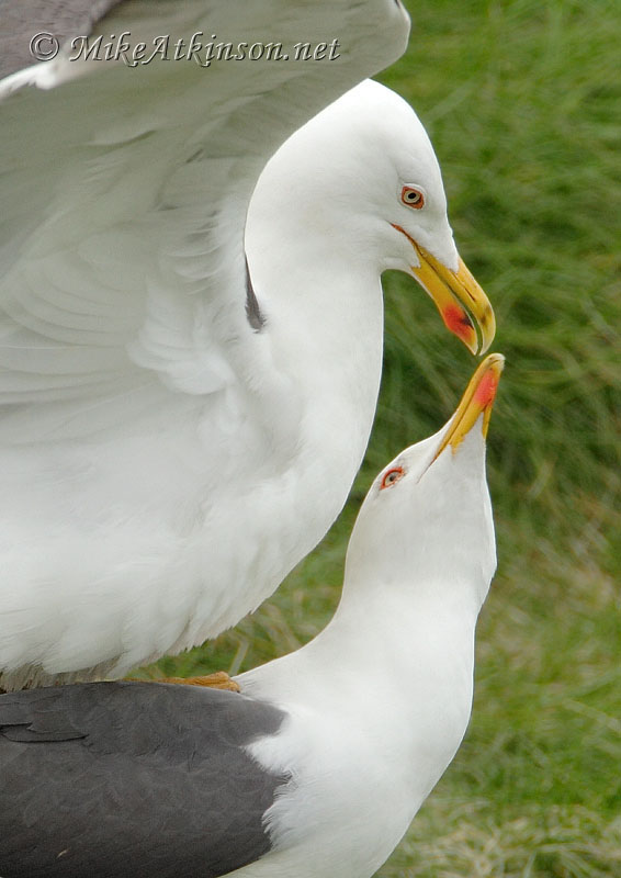 Lesser Black-backed Gull
