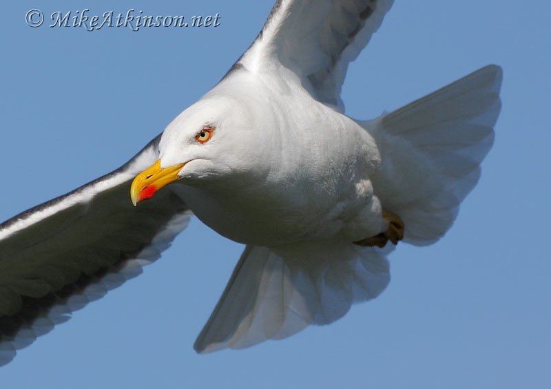 Lesser Black-backed Gull