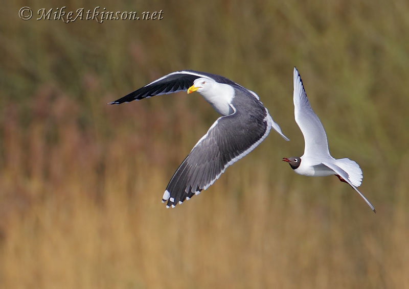 Lesser Black-backed Gull