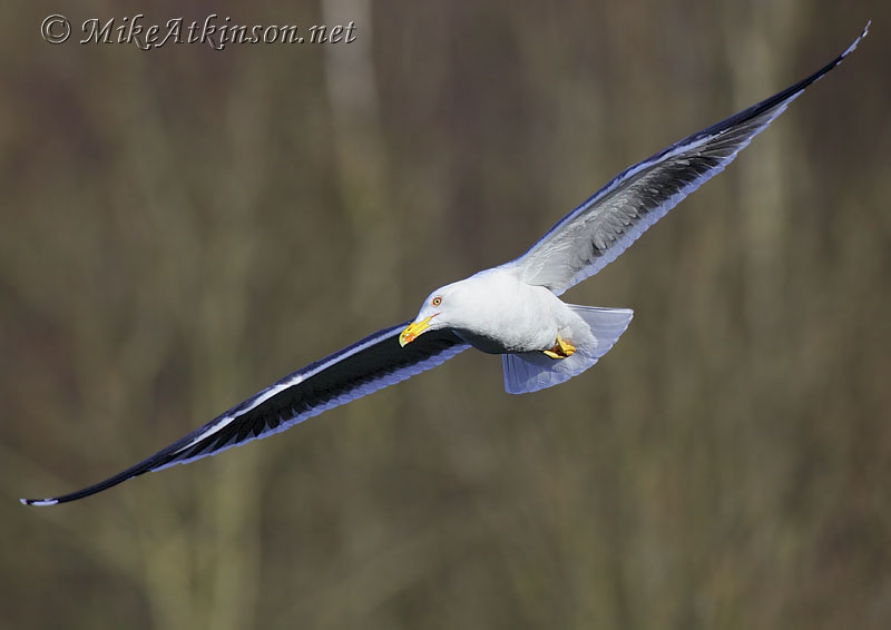 Lesser Black-backed Gull