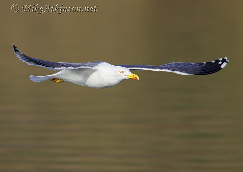Lesser Black-backed Gull