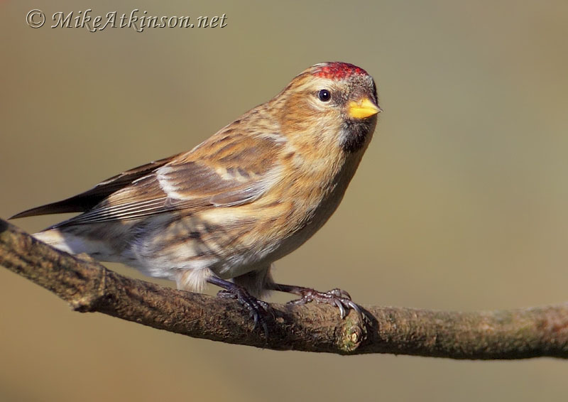 Lesser Redpoll