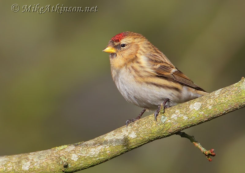 Lesser Redpoll