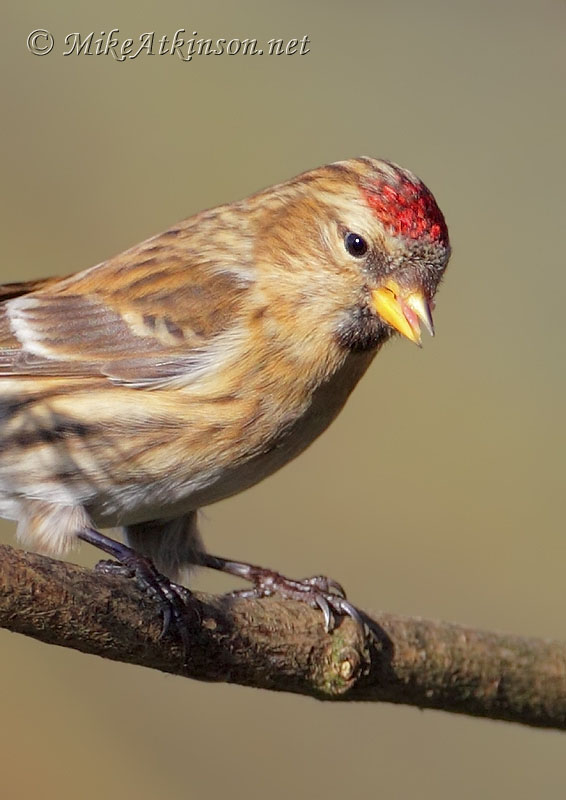Lesser Redpoll