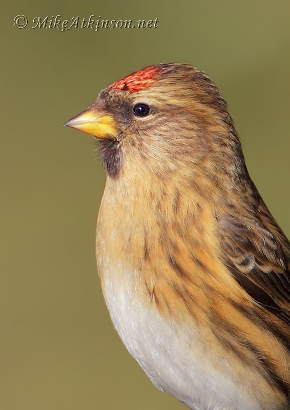 Lesser Redpoll