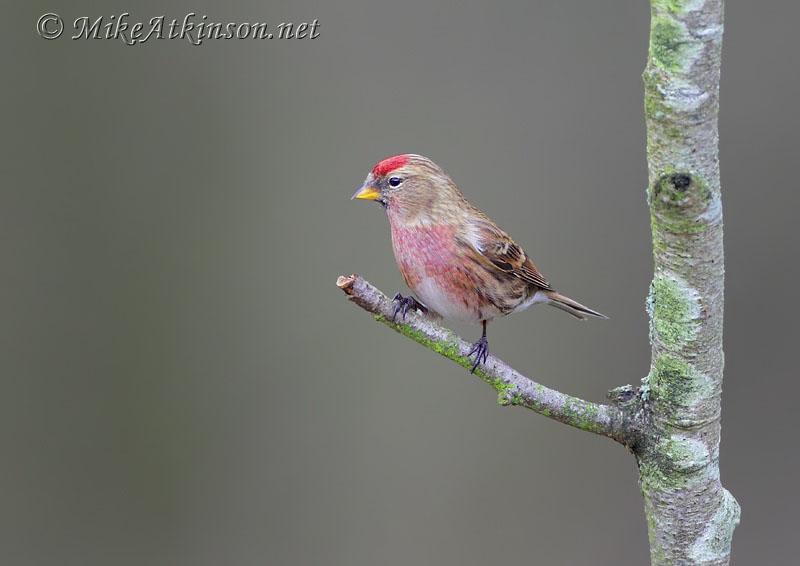 Lesser Redpoll
