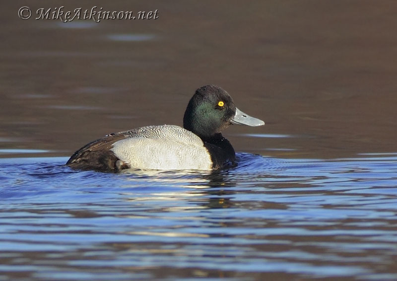 Lesser Scaup