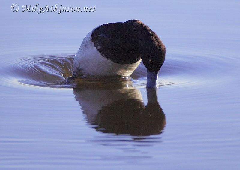 Lesser Scaup