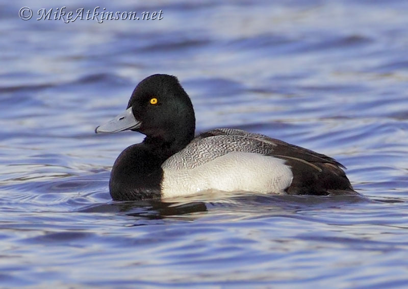 Lesser Scaup