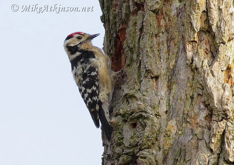 Lesser Spotted Woodpecker