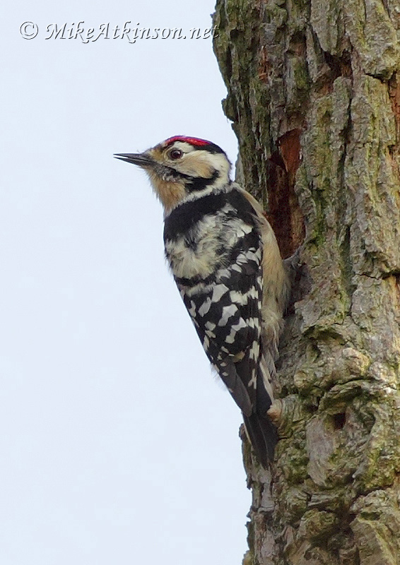 Lesser Spotted Woodpecker