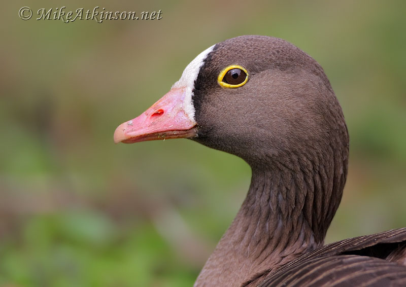 Lesser White-fronted Goose (captive bird)