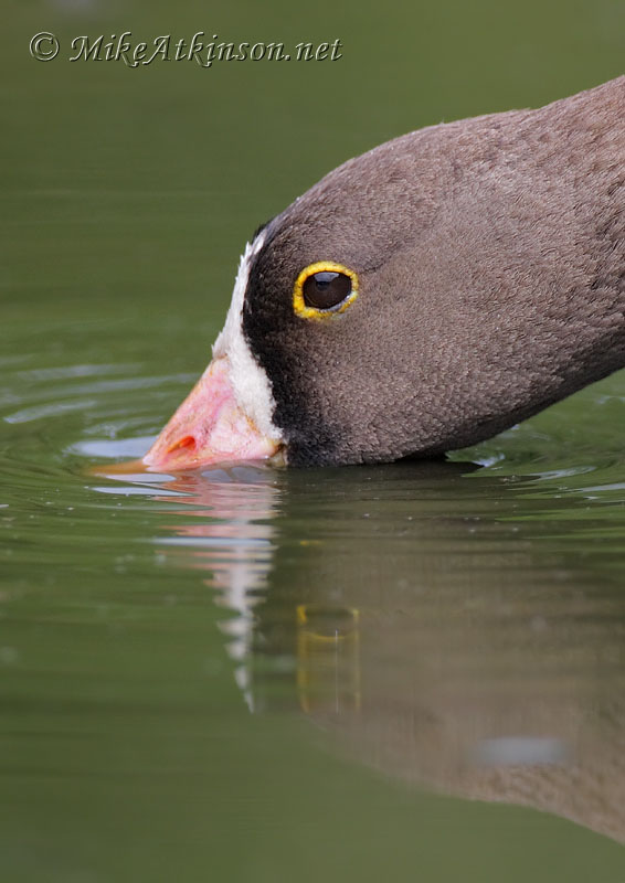 Lesser White-fronted Goose (captive bird)