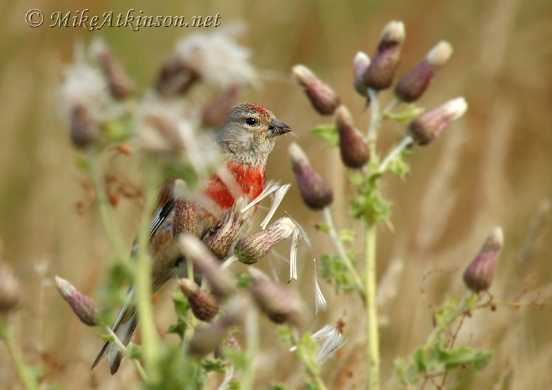 Linnet