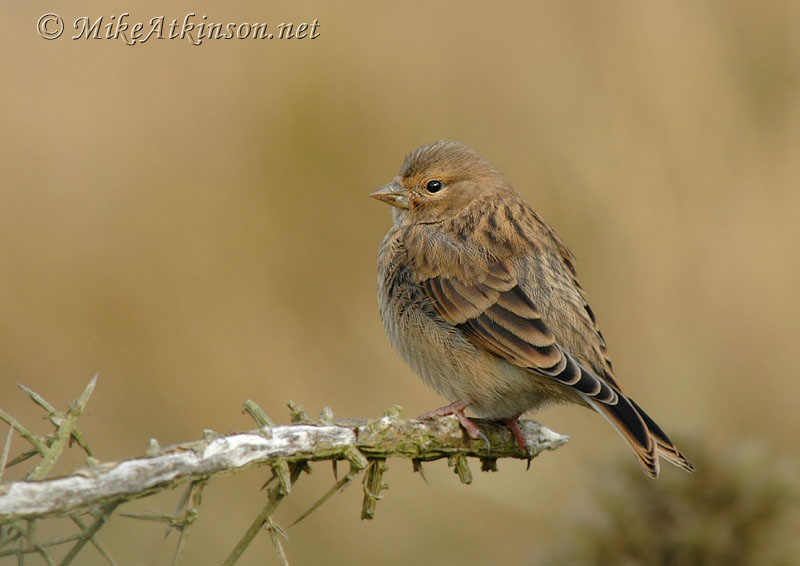 Linnet