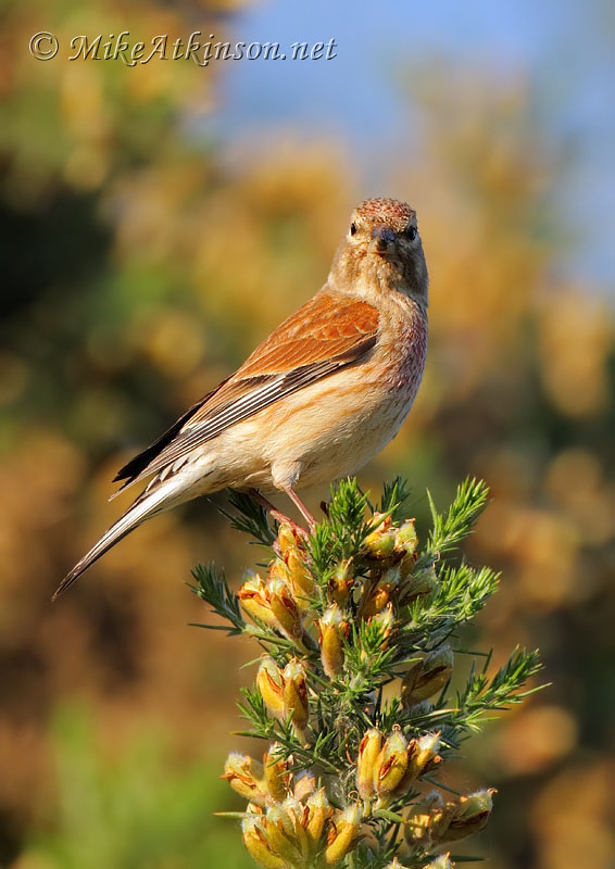 Linnet