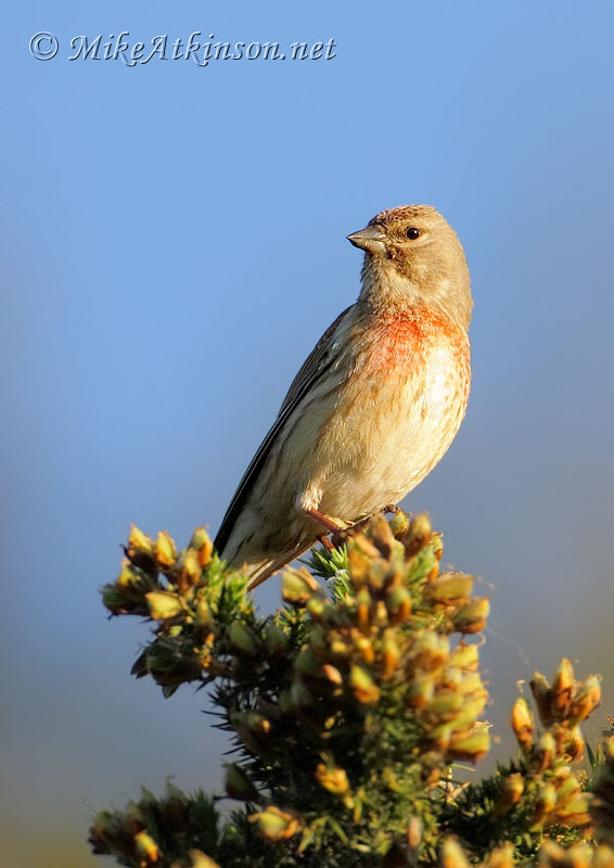 Linnet