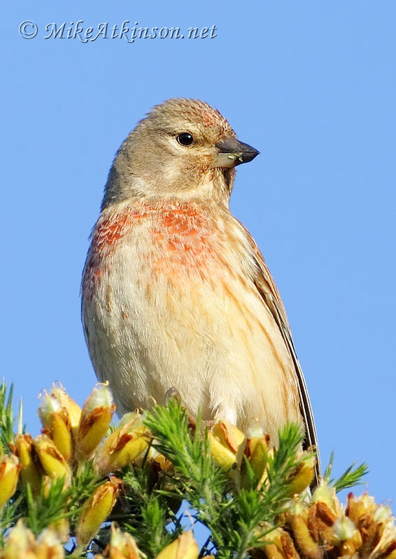 Linnet