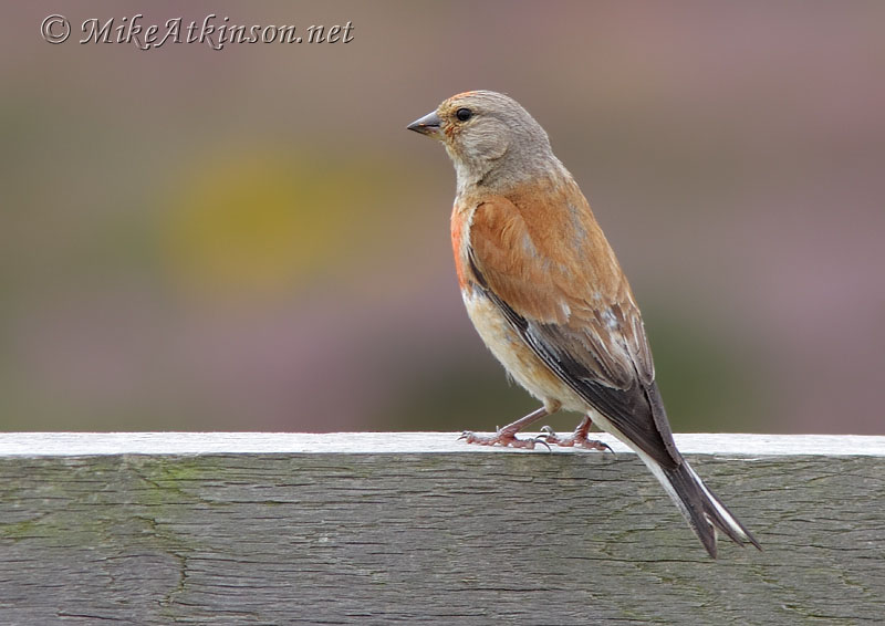 Linnet